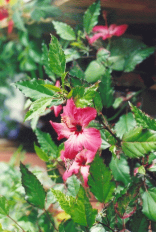 Гибискус розовый